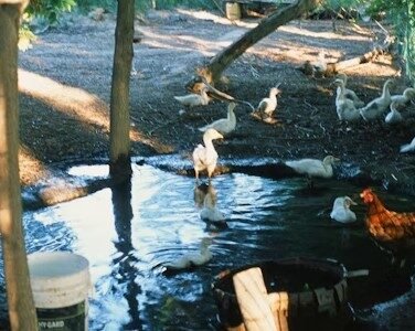 Farmyard Pond with Ducks & Chicken