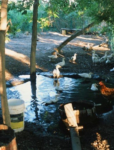 Farmyard Pond with Ducks & Chicken