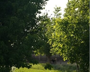 Green field with trees and animal in view