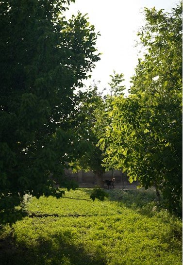 Green field with trees and animal in view