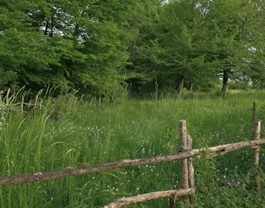 Lush overgrown scene with natural charm, perfect for you tube and storytelling