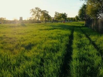 Rural Field with Fresh Tracks - Woodland, CA.