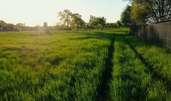 Rural Field with Fresh Tracks - Woodland, CA.